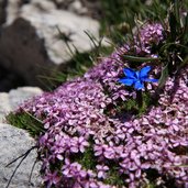 Peitlerkofel Villnoess Anhandder Floralassensichdie Hoehenmetereinschaetzen